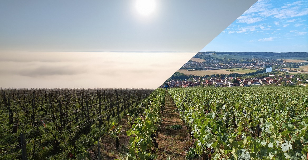 Vue de la vallée de la Marne depuis la parcelle les hautes-baudoines, typicité de notre terroir