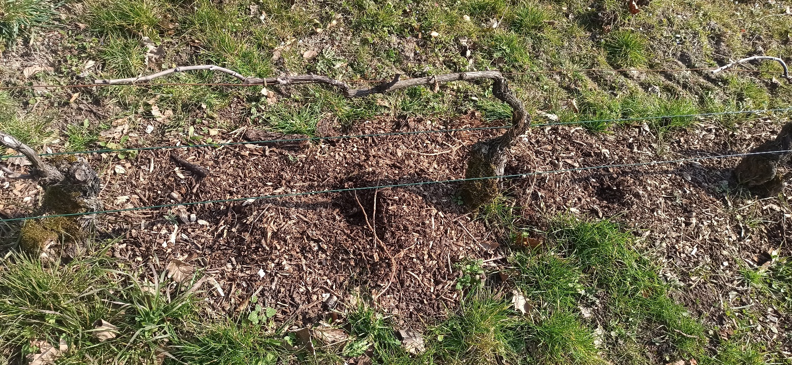 Expérimentation écologique sous rang avec du BRF (Bois Ramifié Fragmenté) pour une viticulture plus durable