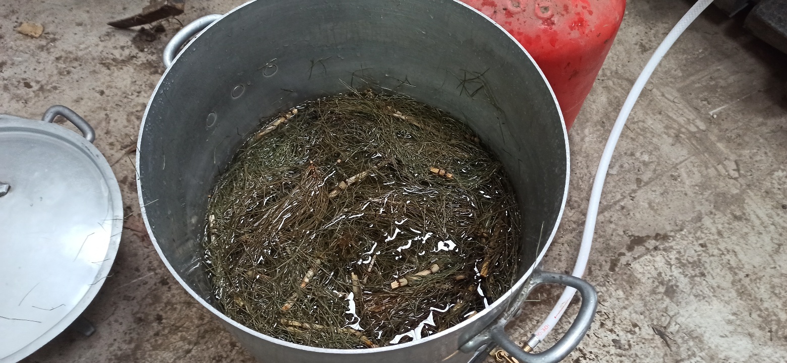 Tisane maison à base de prêle des champs pour réduire notre utilisation de produits antifongiques