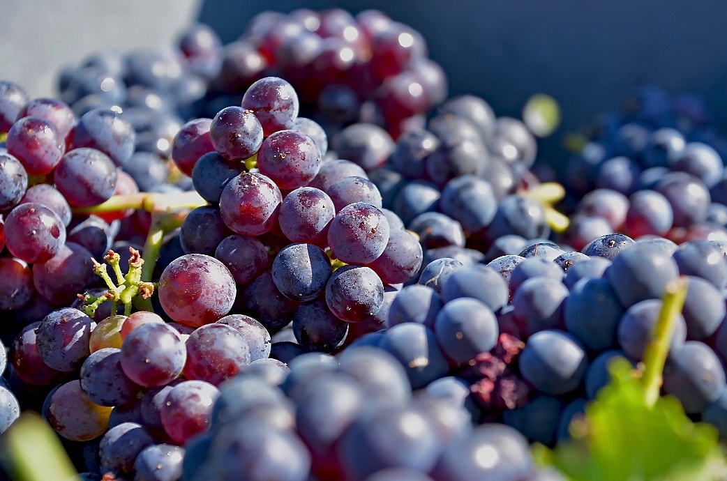 Raisins et vendanges