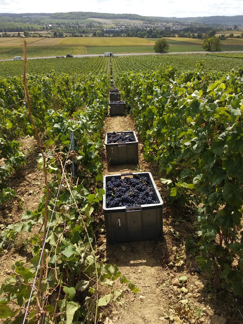 Vendanges 2020 parcelle Paradis Sud (pour notre cuvée parcellaire)