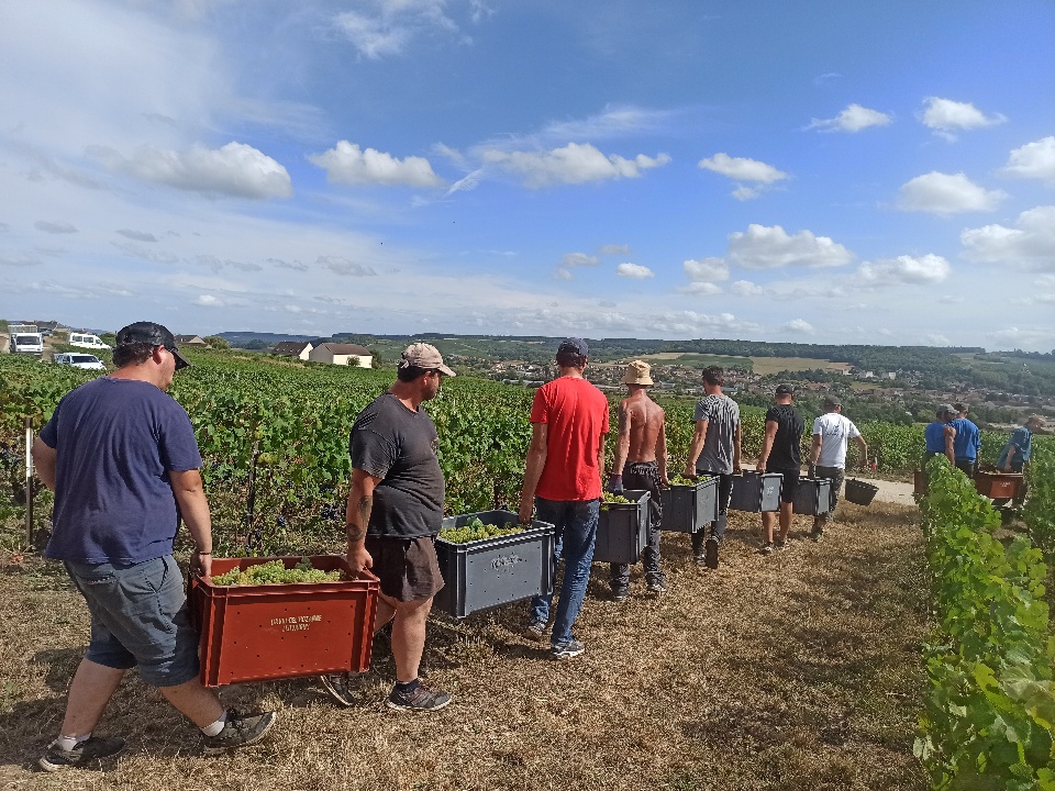 Petit train pour les dernières caisses, vendanges 2022