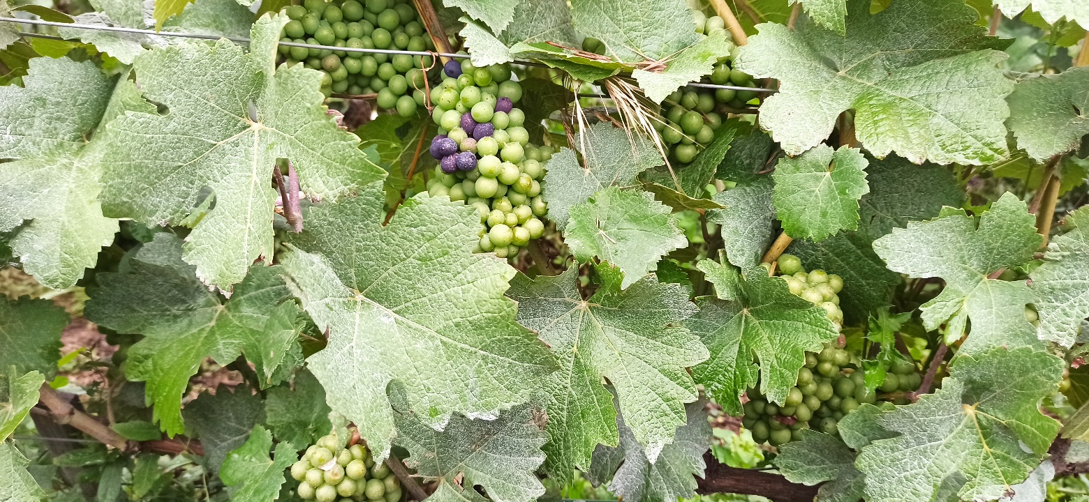 La veraison, lorsque le raisin commence à prendre sa couleur