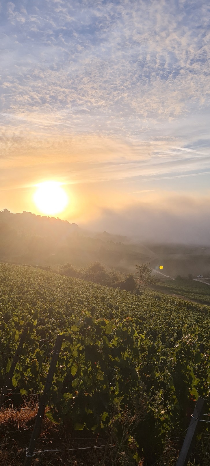 Lever de soleil en Champagne